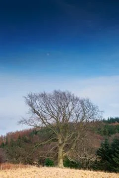 Old tree 스톡 사진