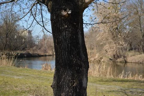 Old tree Stock Photos