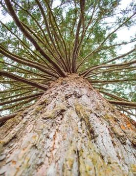 Old tree. Stock Photos