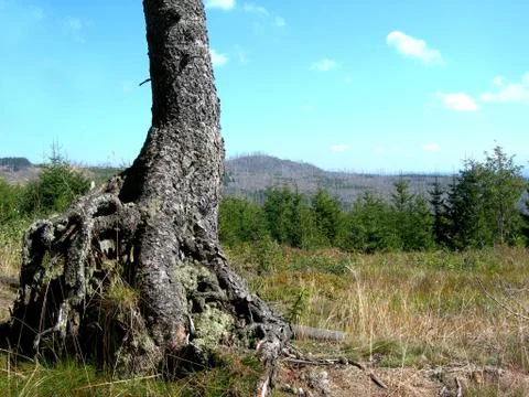 Old tree Stock Photos