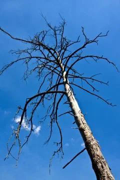 Old tree Stock Photos