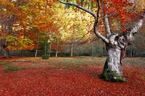 Old tree Stock Photos