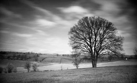 Old Tree Stock Photos
