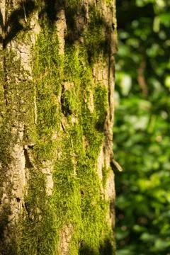 Old tree Stock Photos