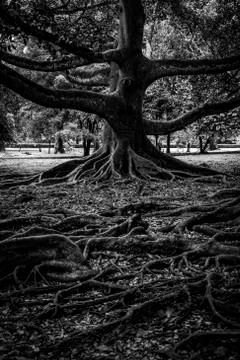 Old tree Stock Photos