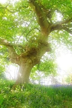 Old tree Stock Photos