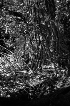 Old tree. Stock Photos