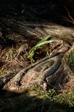 Old tree. Stock Photos