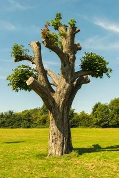 Old tree Stock Photos
