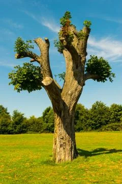 Old tree Stock Photos