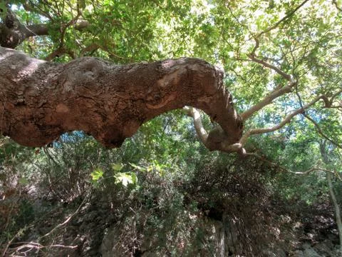 Old tree Stock Photos