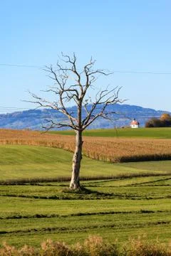 Old Tree Stock Photos