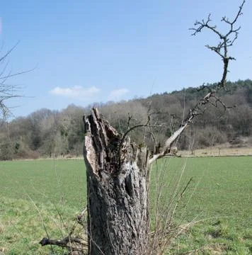 Old tree Stock Photos