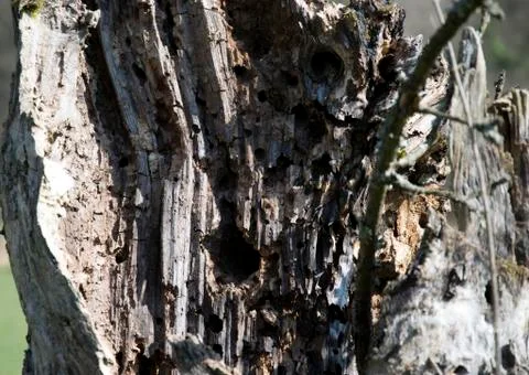 Old tree Stock Photos