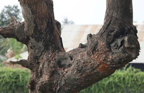 Old Tree Stock Photos