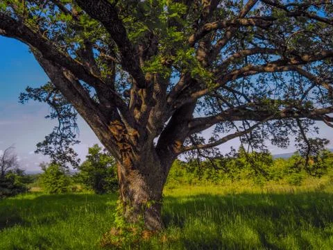 Old tree Stock Photos
