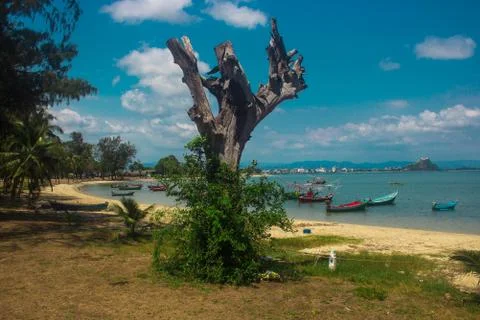 Old tree Stock Photos