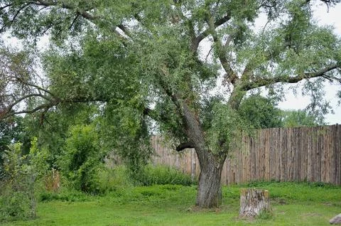 Old tree Stock Photos