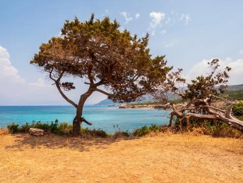 Old tree Stock Photos