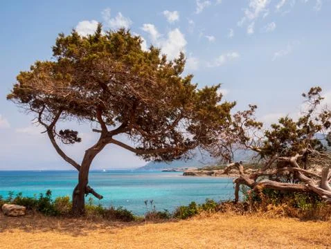 Old tree Stock Photos