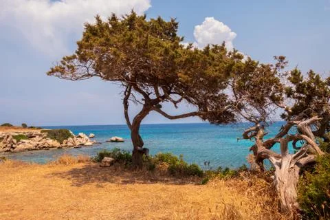 Old tree Stock Photos