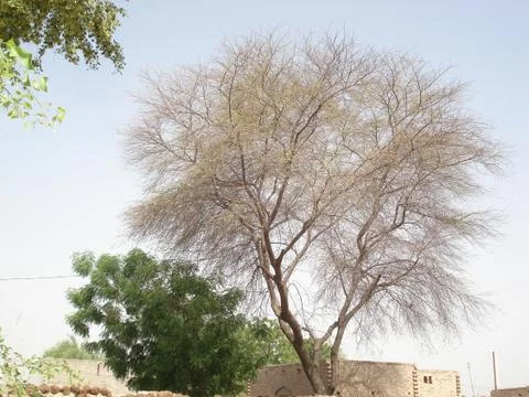 Old tree Stock-Fotos