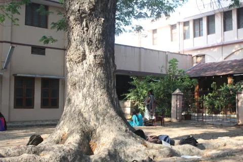 Old Tree Stock Photos