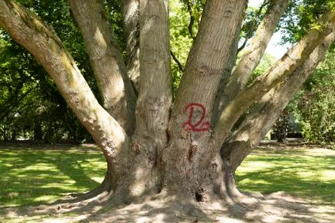 Old tree Stock Photos