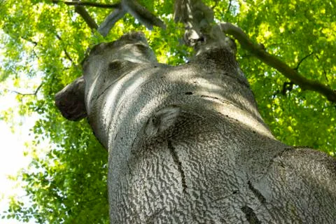 Old tree Stock Photos