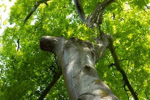 Old tree Stock Photos