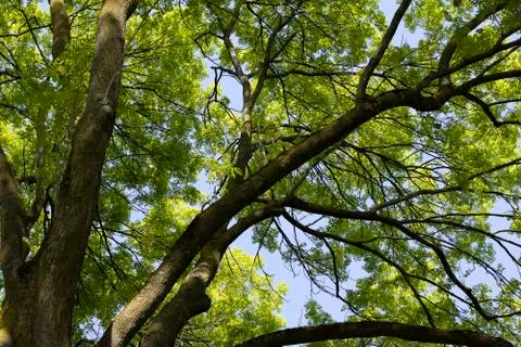 Old tree Stock Photos