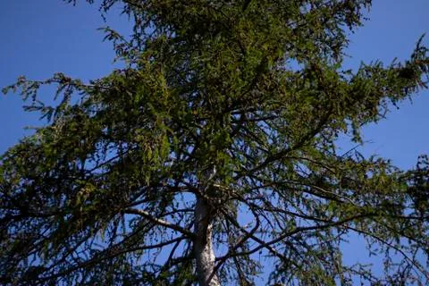 Old tree Stock Photos