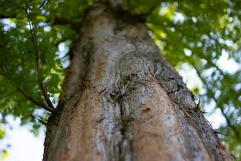 Old tree Stock Photos