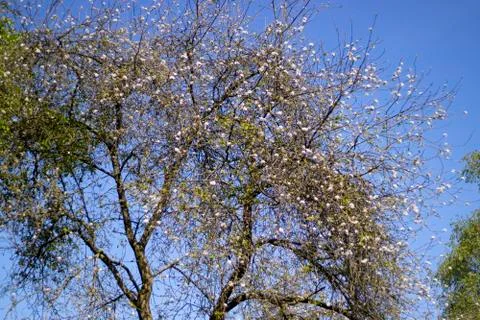 Old tree Stock Photos