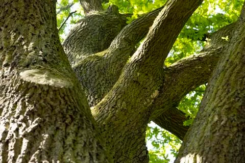 Old tree Stock Photos
