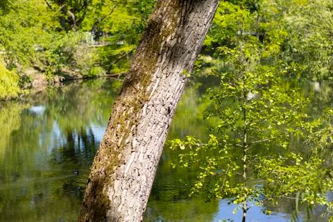 Old tree Stock Photos