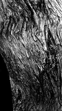 Old Tree Stock Photos