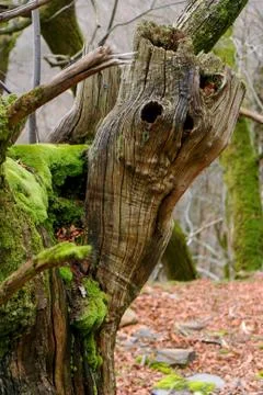 Old tree Stock Photos