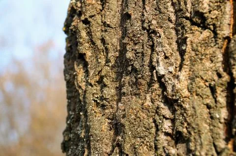 Old tree Stock Photos