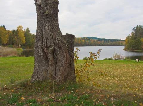 Old tree Stock Photos