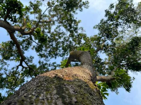 Old tree Stock Photos