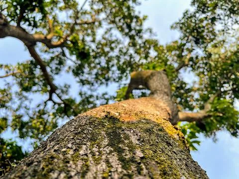 Old tree Stock Photos