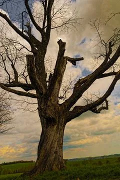 Old tree Stock Photos
