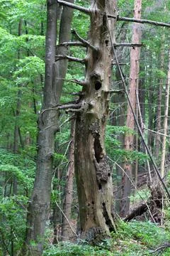 Old tree 스톡 사진