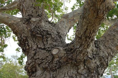 Old Tree Stock Photos