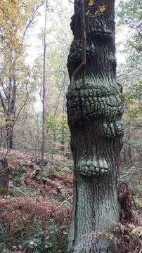 Old tree Stock Photos