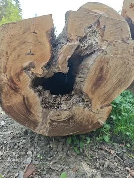 Old tree Fotos de archivo