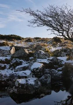 Old tree Stock Photos