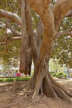 Old tree. Stock Photos