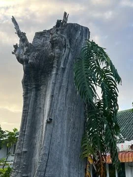 Old tree Stock Photos